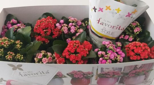 smartpackagingsolutions-bloemen