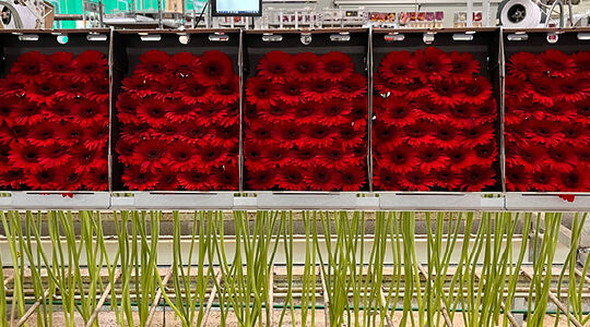 Slim verpakken: hoe Smart Packaging Solutions bijdraagt aan innovatieve verpakking voor gerbera’s