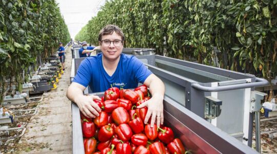 Hoe Gubbels Kwekerijen zo energiezuinig mogelijk paprika’s teelt